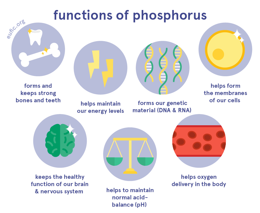 Fosfor adalah komponen penting tubuh pelajari mengapa
