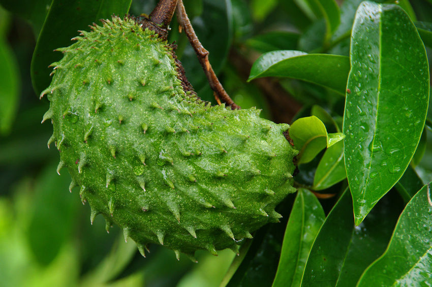 Manfaat buah mahkota dewa obat simalakama beracun