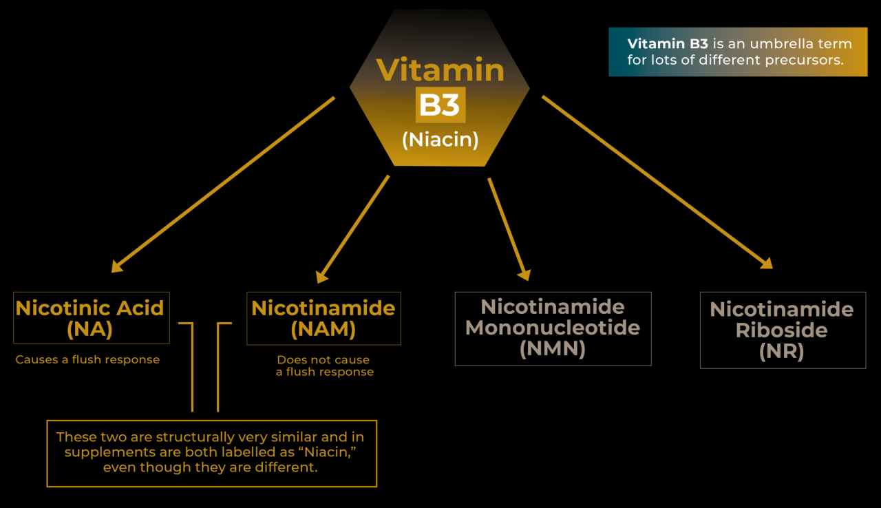 B3 vitamin niacin portal student