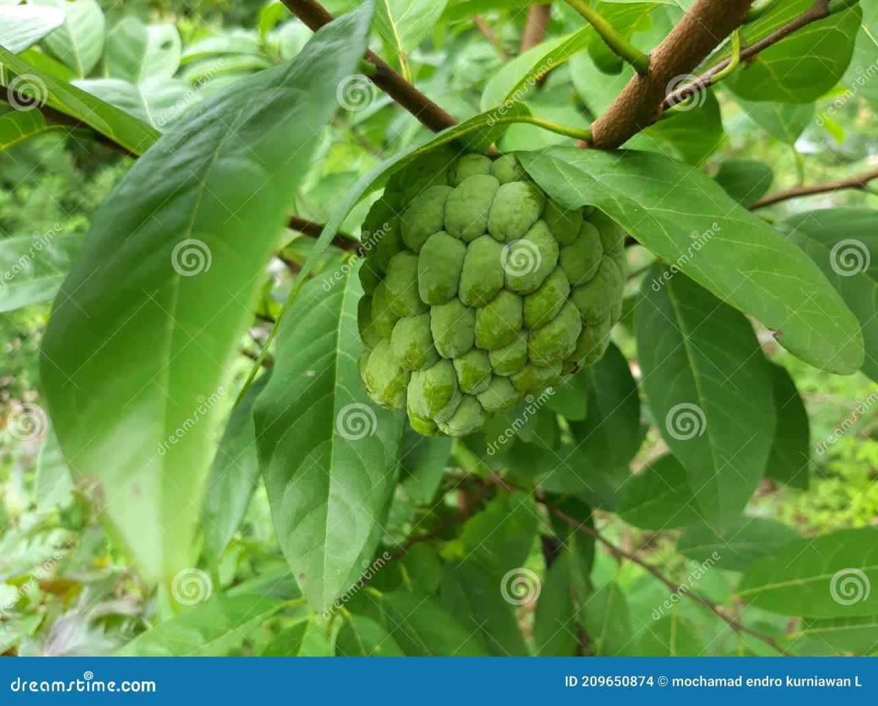 Manfaat buah srikaya buah baik untuk kesehatan jantung