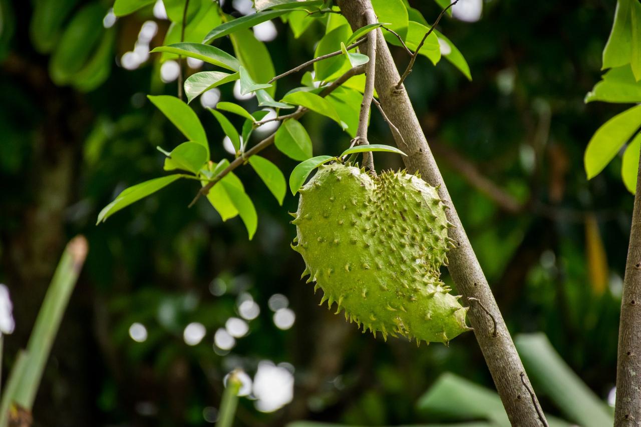 Soursop fruit benefits rica costa health eating history should know blue