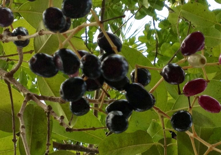 Manfaat buah jamblang buah untuk kesehatan mulut