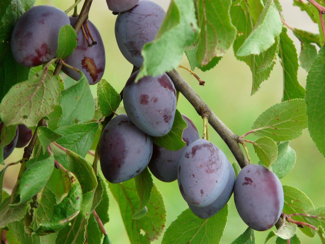 7 manfaat buah plum untuk kesehatan tubuh