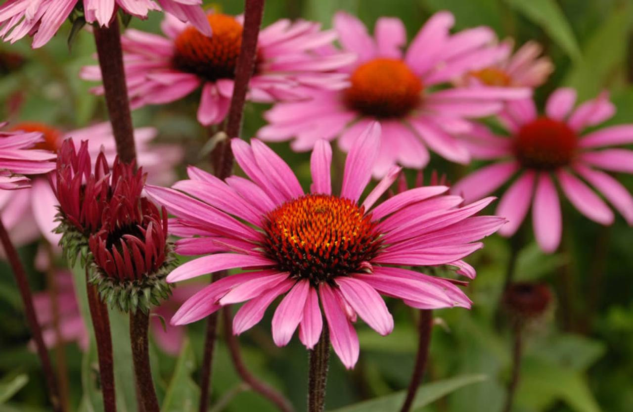 Ekstrak bunga echinacea untuk menguatkan sistem imun