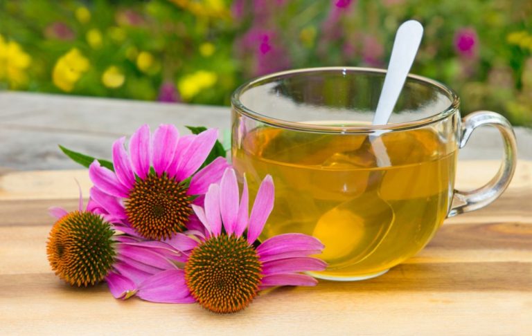 Ekstrak bunga echinacea untuk menguatkan sistem imun