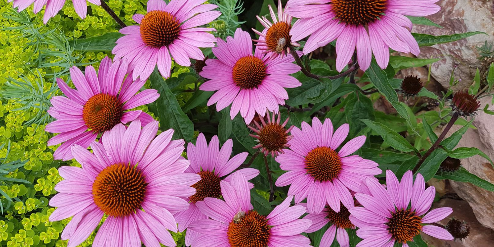 Echinacea supplements