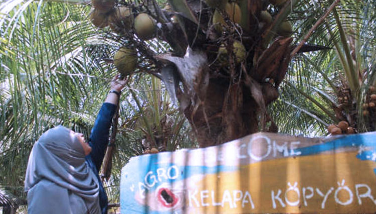 Kenali kelapa kopyor dan manfaat yang ditawarkannya