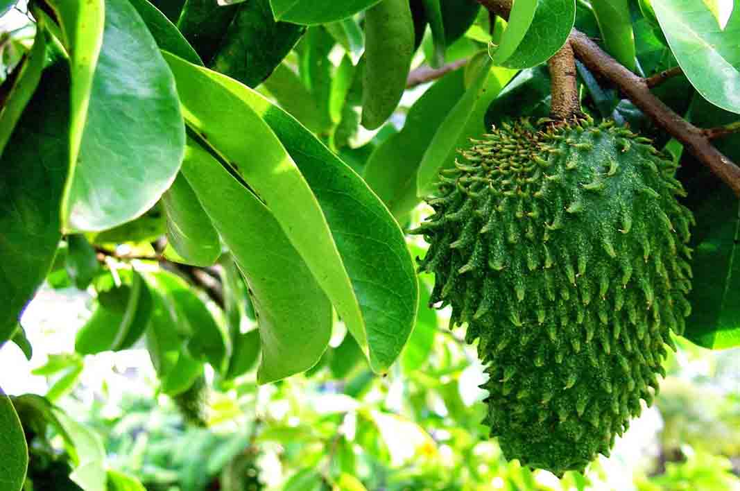 Soursop english local leaves tree fruit fruits ghana ghanaian benefits stuff muricata annona effects knew side names never plant figure