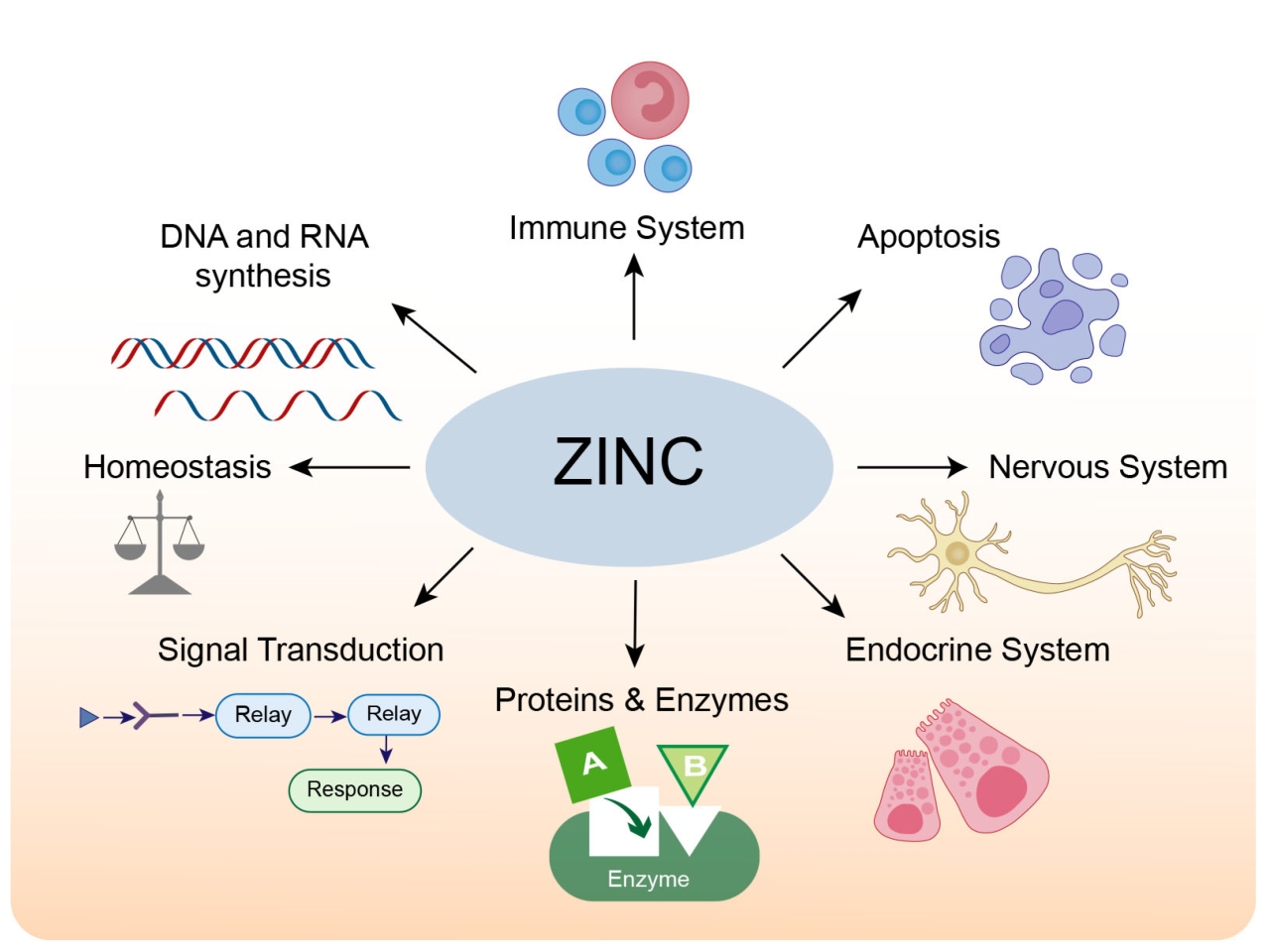 Zinc functions